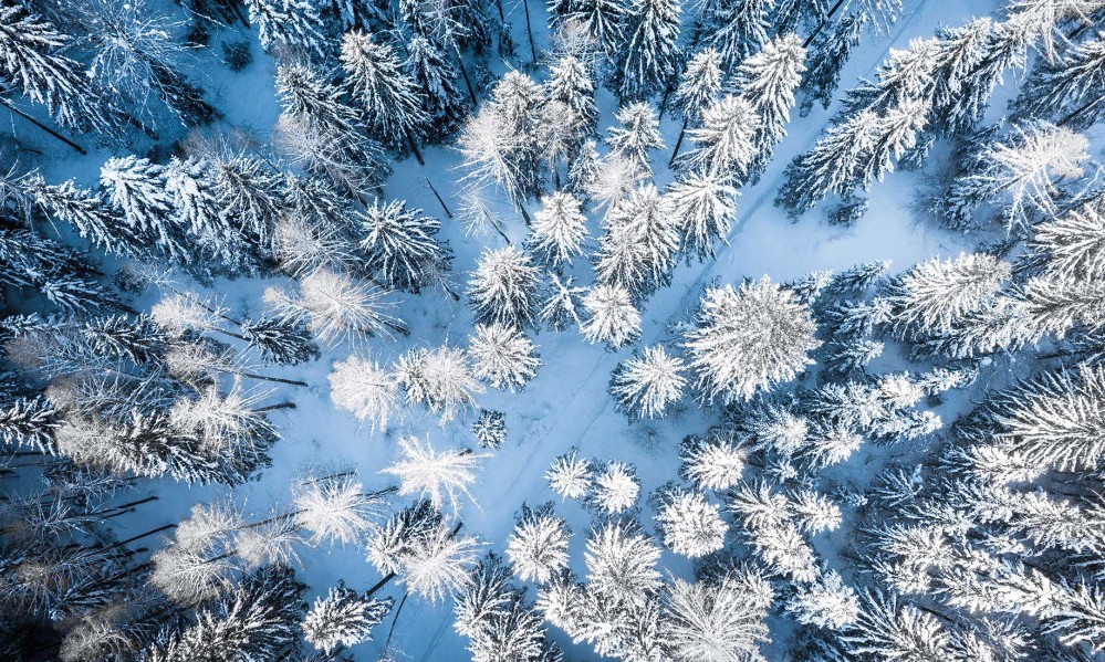 Drohnenflug über die verschneiten Bäume